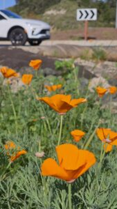 3 Poppies and Roundabout